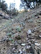 Image de Phacelia novenmillensis Munz