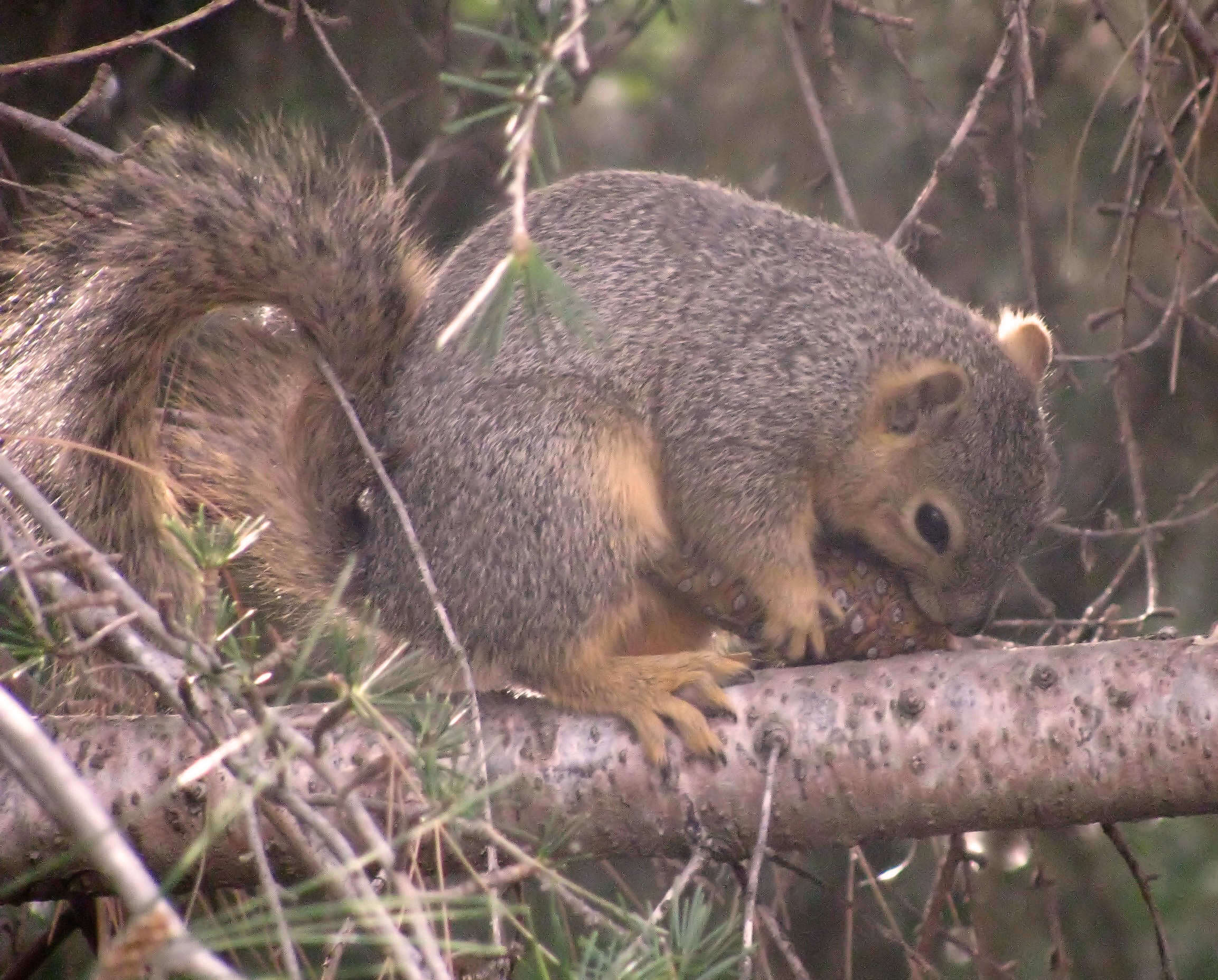 Image of Sciurus subgen. Sciurus Linnaeus 1758