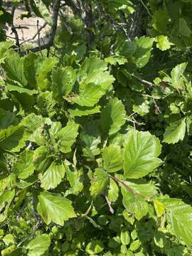 Image de Crataegus maximowiczii C. K. Schneid.