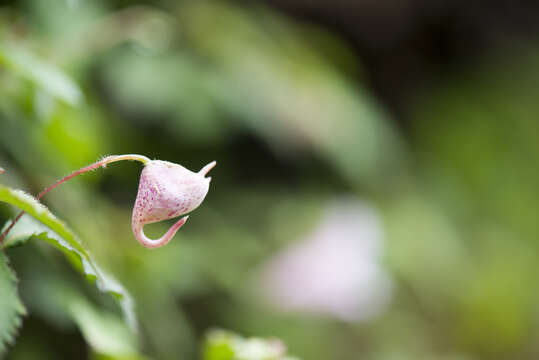 Image of Impatiens uniflora Hayata