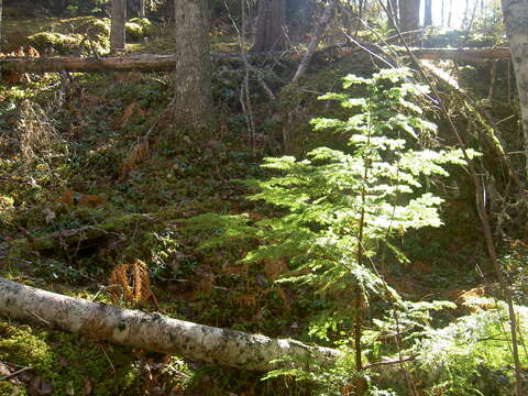 Image of western hemlock