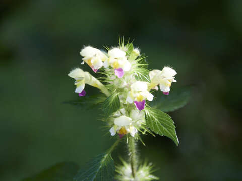 Image of Edmonton hempnettle