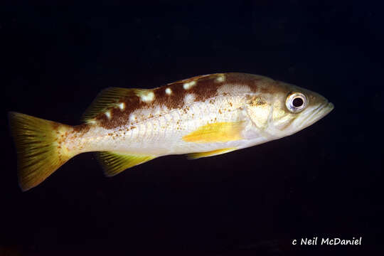 Image of Olive rockfish