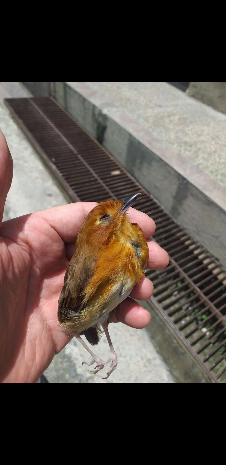 Image of Rusty-breasted Antpitta