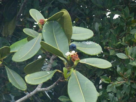 Image of Clusia multiflora Kunth