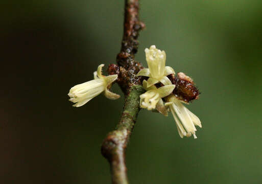 Image of Dichapetalum heudelotii (Planch. ex Oliv.) Baill.