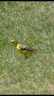 صورة Motacilla flava flavissima (Blyth 1834)