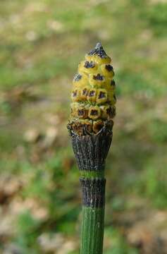 Image of Common Scouring-Rush