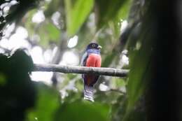 Image of Blue-crowned Trogon