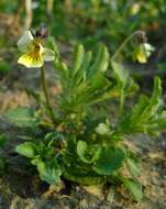 Слика од Viola arvensis Murray