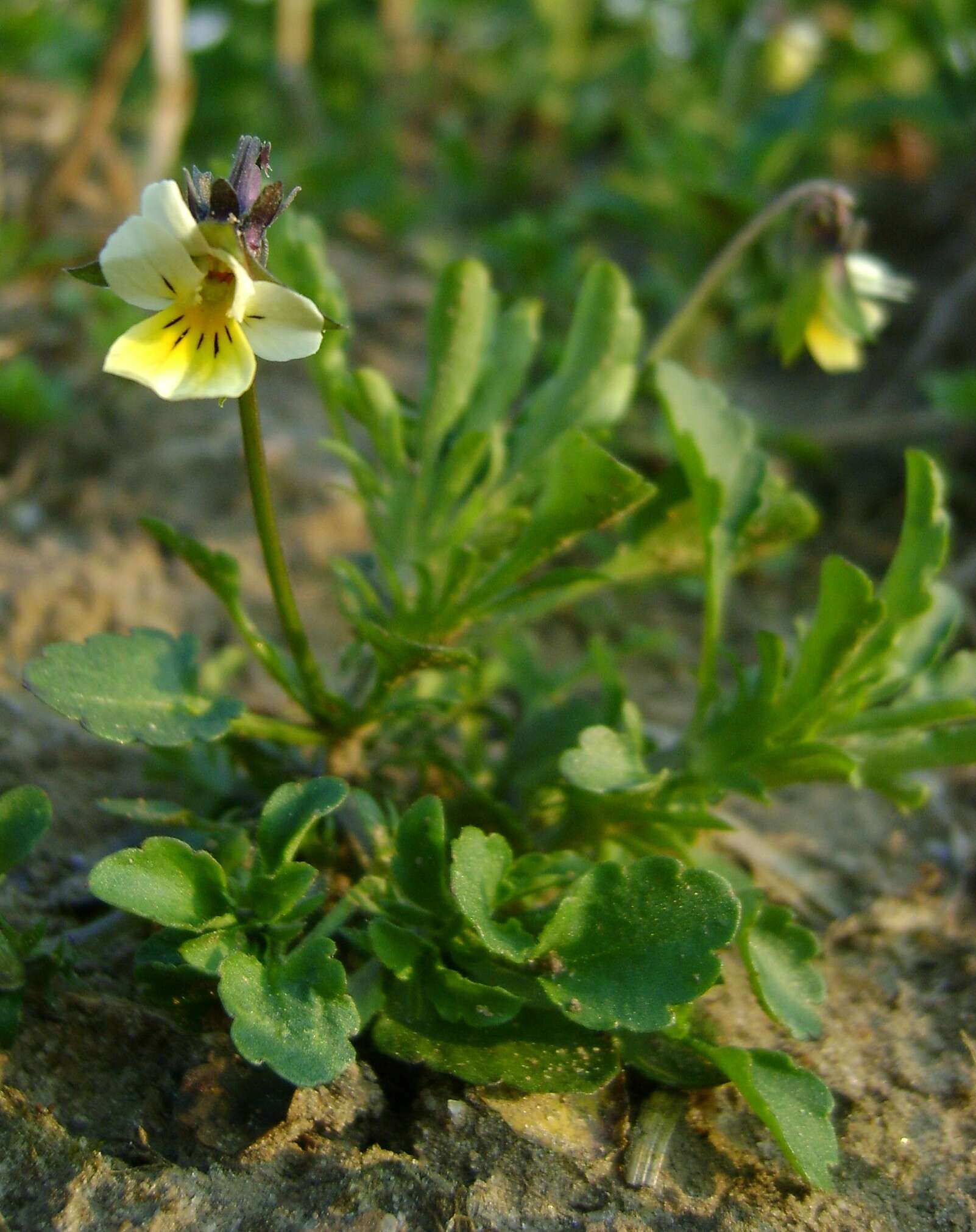 Слика од Viola arvensis Murray