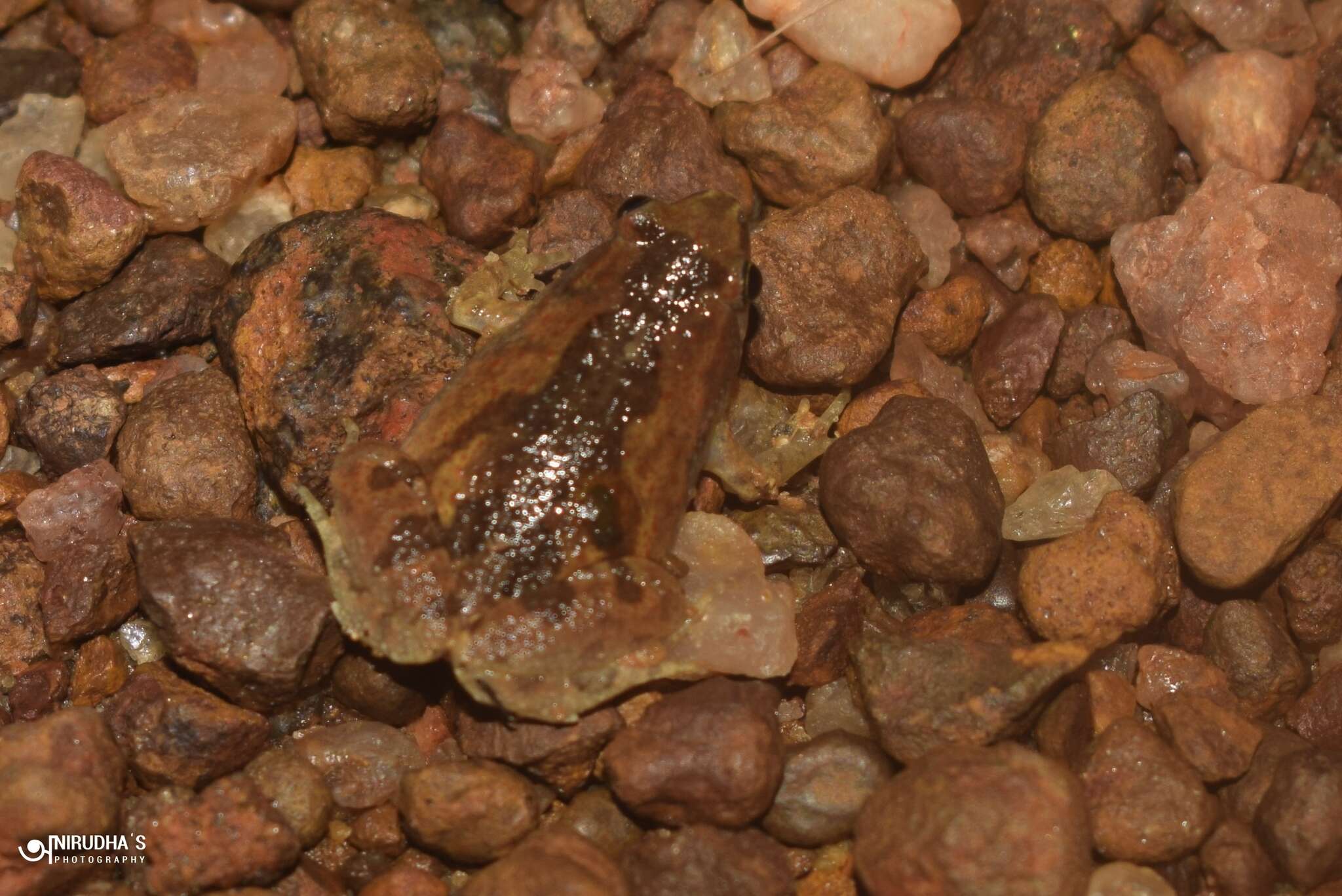 Image of Microhyla nilphamariensis Howlader, Nair, Gopalan & Merilä 2015