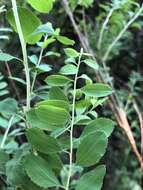 Image of Spiraea crenata L.