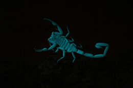 Image of Arizona Bark Scorpion