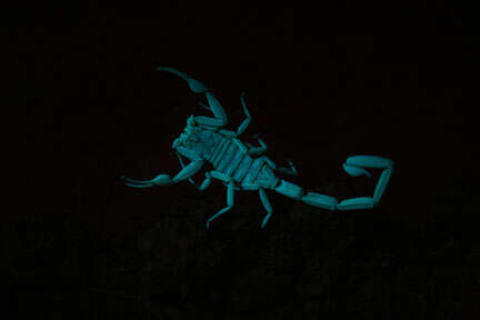 Image of Arizona Bark Scorpion