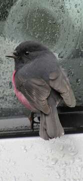 Image of Pink Robin