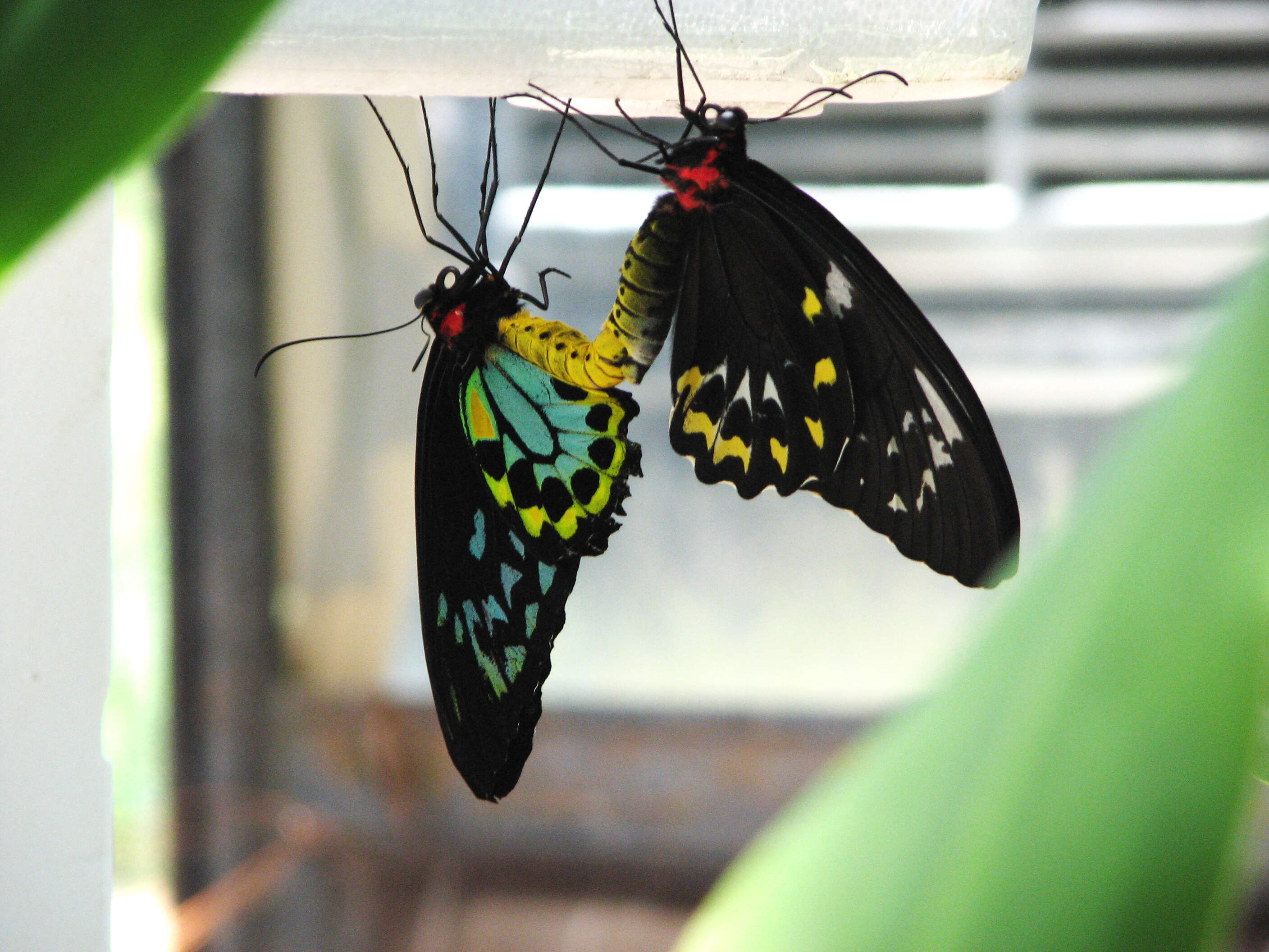 Image de Ornithoptera priamus (Linnaeus 1758)