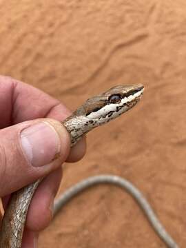 Image of Link-marked Sand Snake