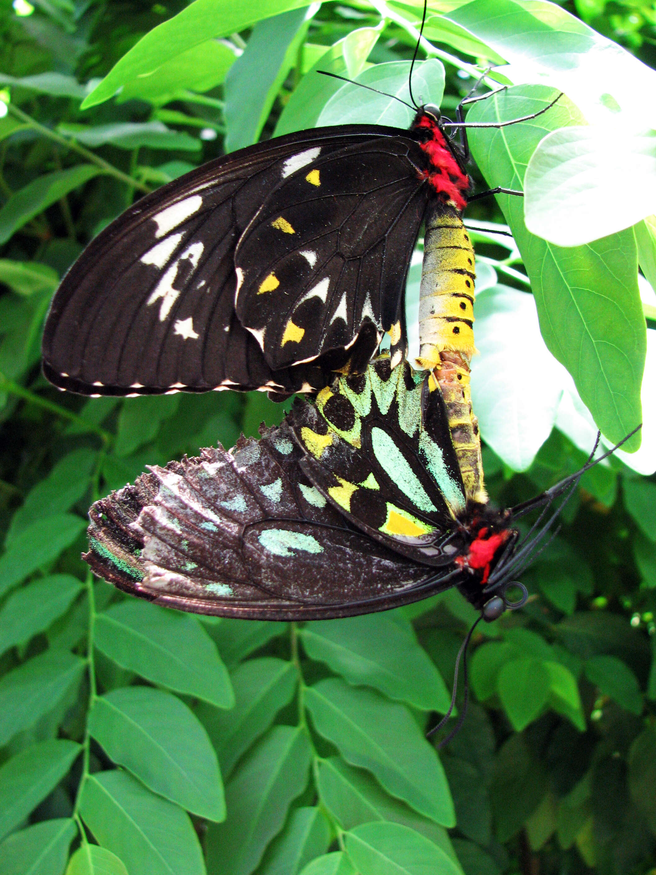 Image de Ornithoptera priamus (Linnaeus 1758)