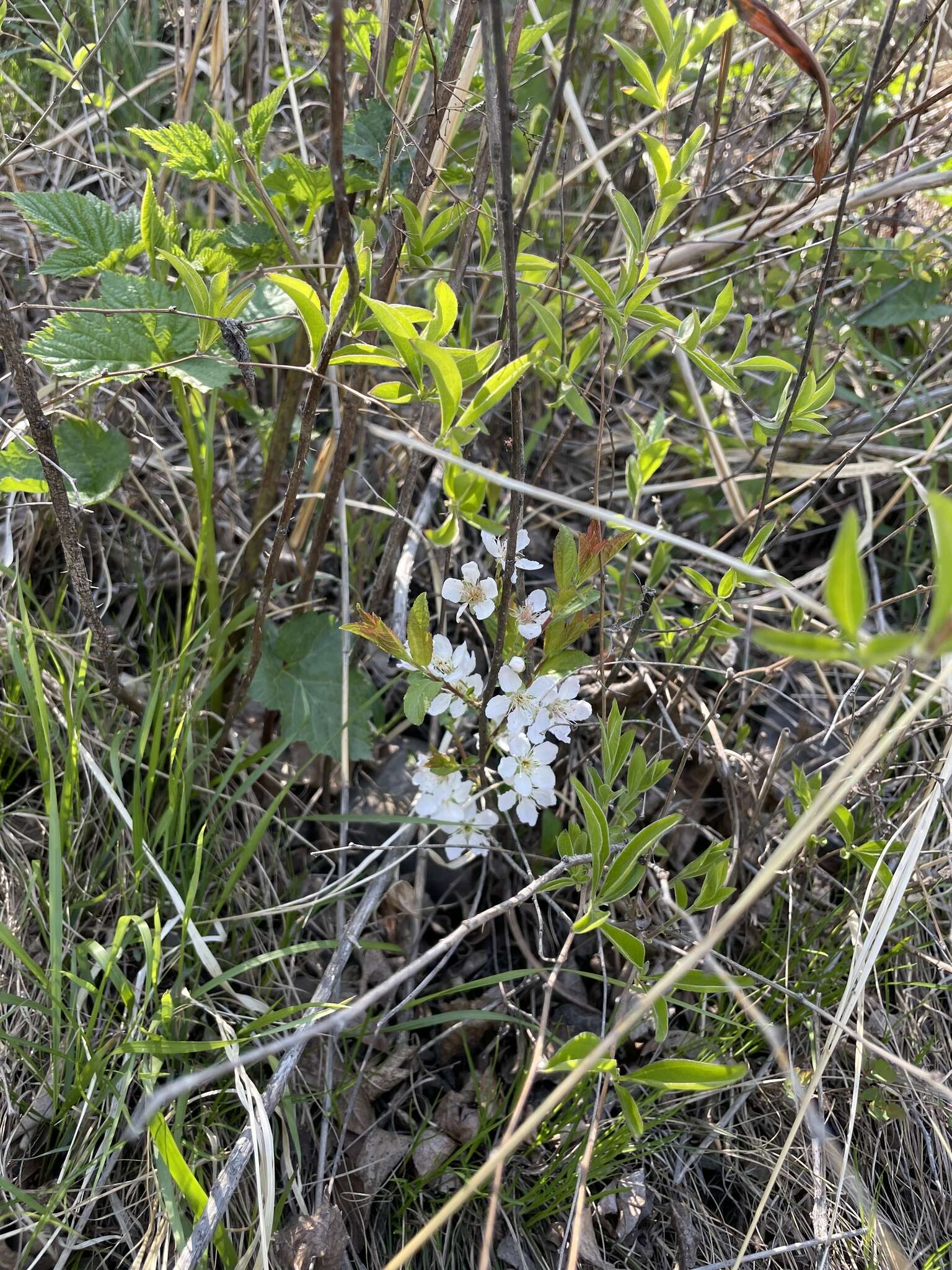 Imagem de Prunus humilis Bunge