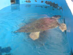 Image of Caretta