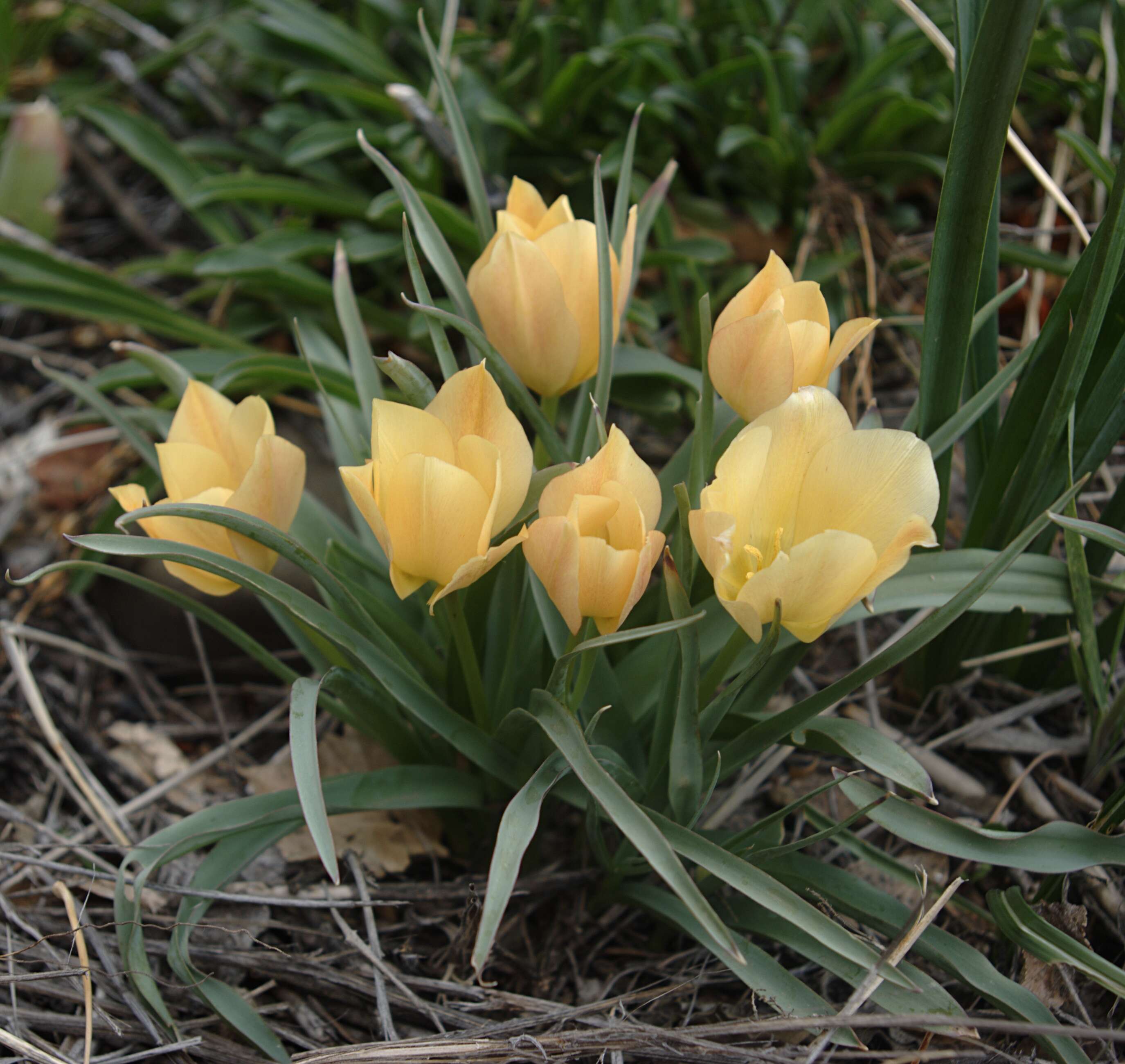 Image of Tulipa linifolia Regel