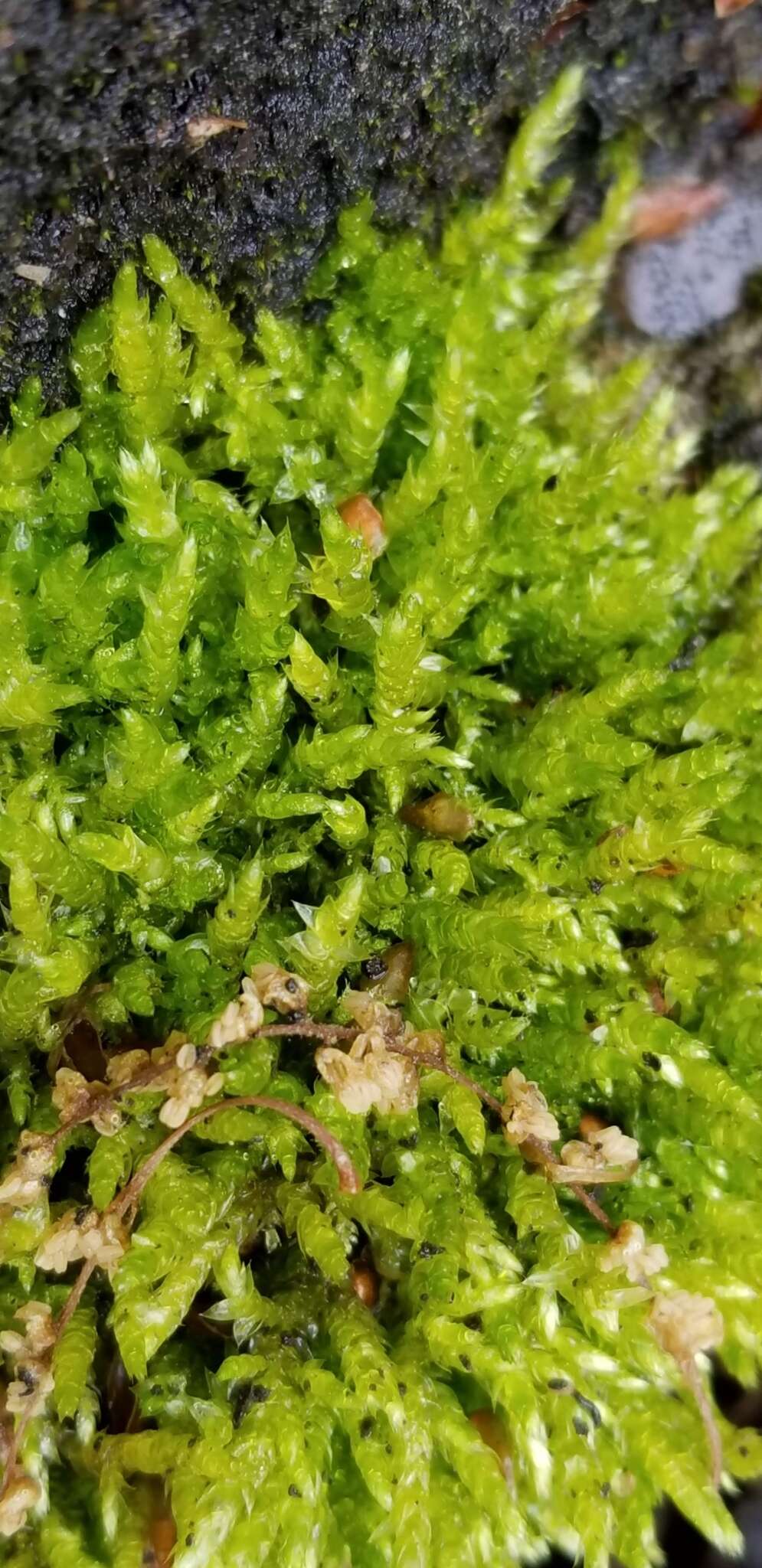 Image of cold brachythecium moss