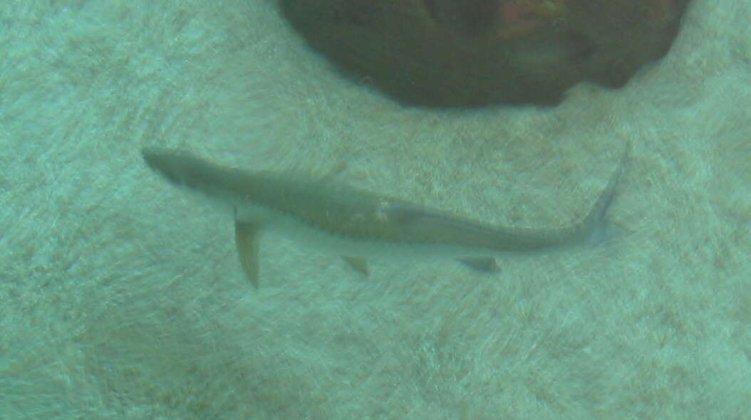 Image of tarpons