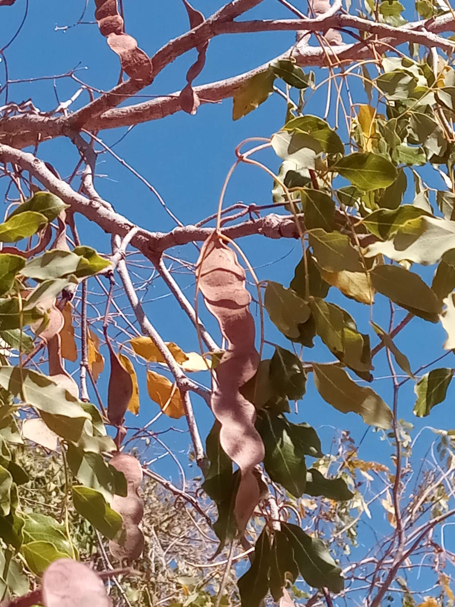 Image de Albizia tulearensis R. Vig.