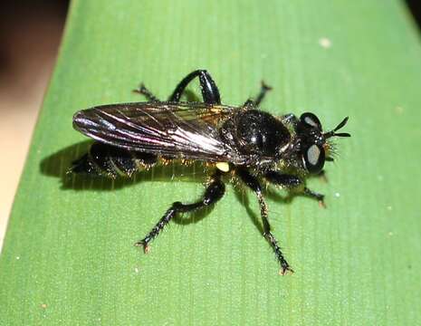 Image of <i>Choerades marginatus</i>