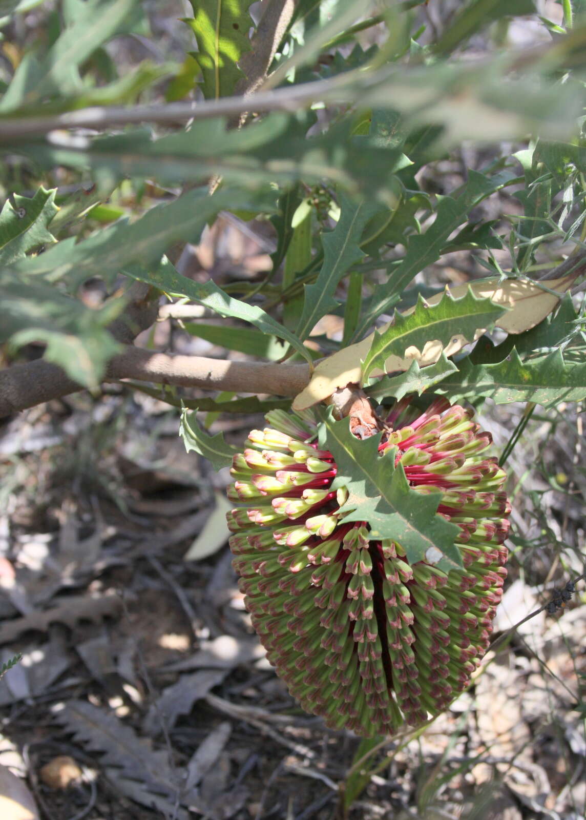 Image of Prickly Banksia