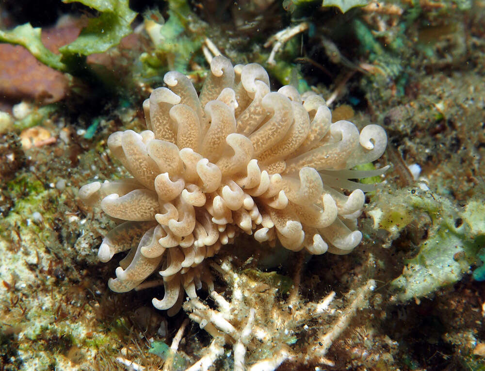 Imagem de Phyllodesmium parangatum Ortiz & Gosliner 2003