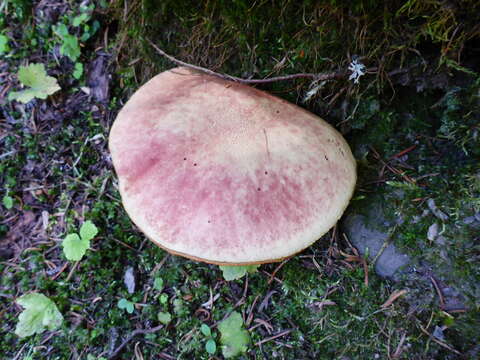 Image of Boletus smithii Thiers 1965