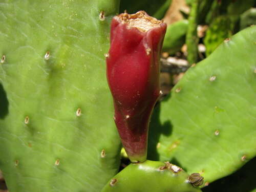 Image of Eastern Prickly Pear