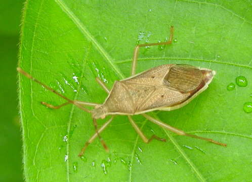 Image of Homoeocerus (Tliponius) marginellus (Herrich-Schäffer 1840)