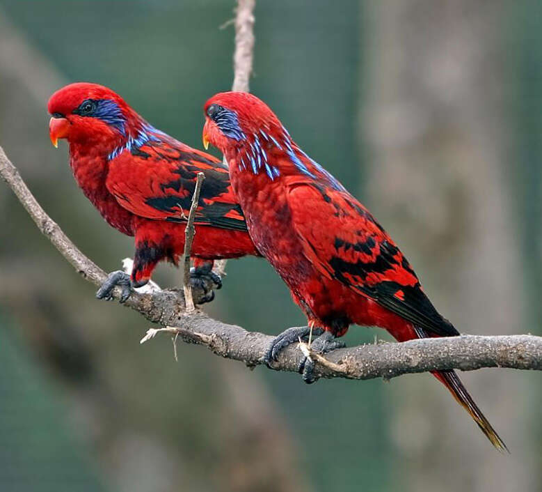 Image of Blue-streaked Lory