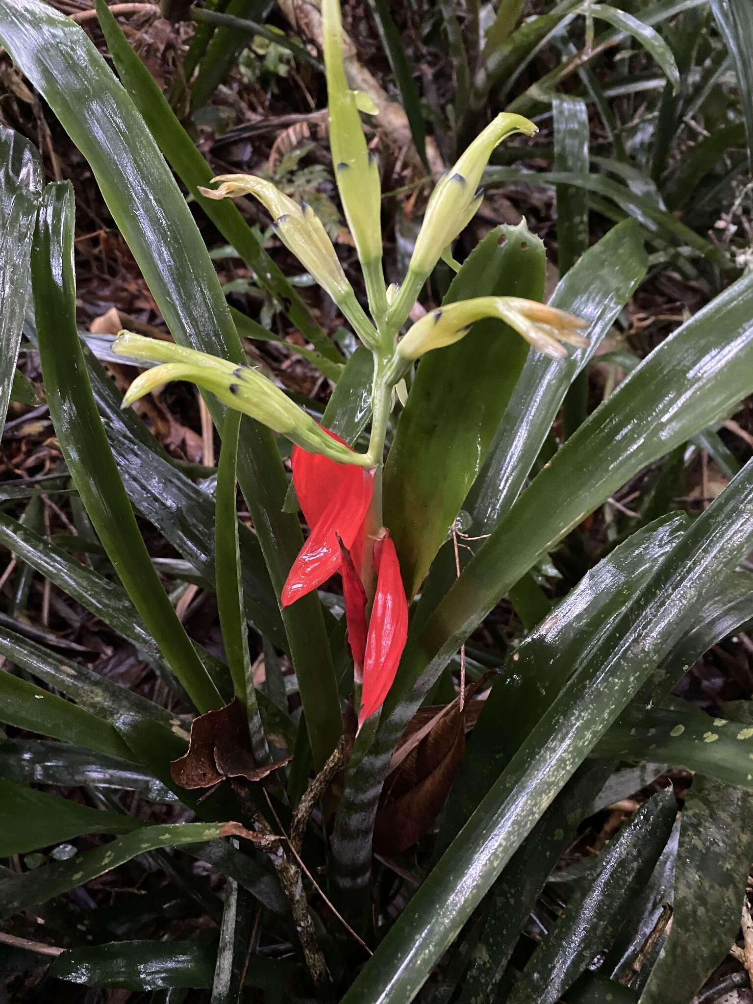 Image of Billbergia amoena (G. Lodd.) Lindl.