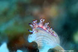 Image of Red lined slug