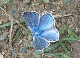 Image of Polyommatus amandus