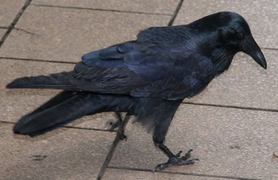 Слика од Corvus coronoides Vigors & Horsfield 1827