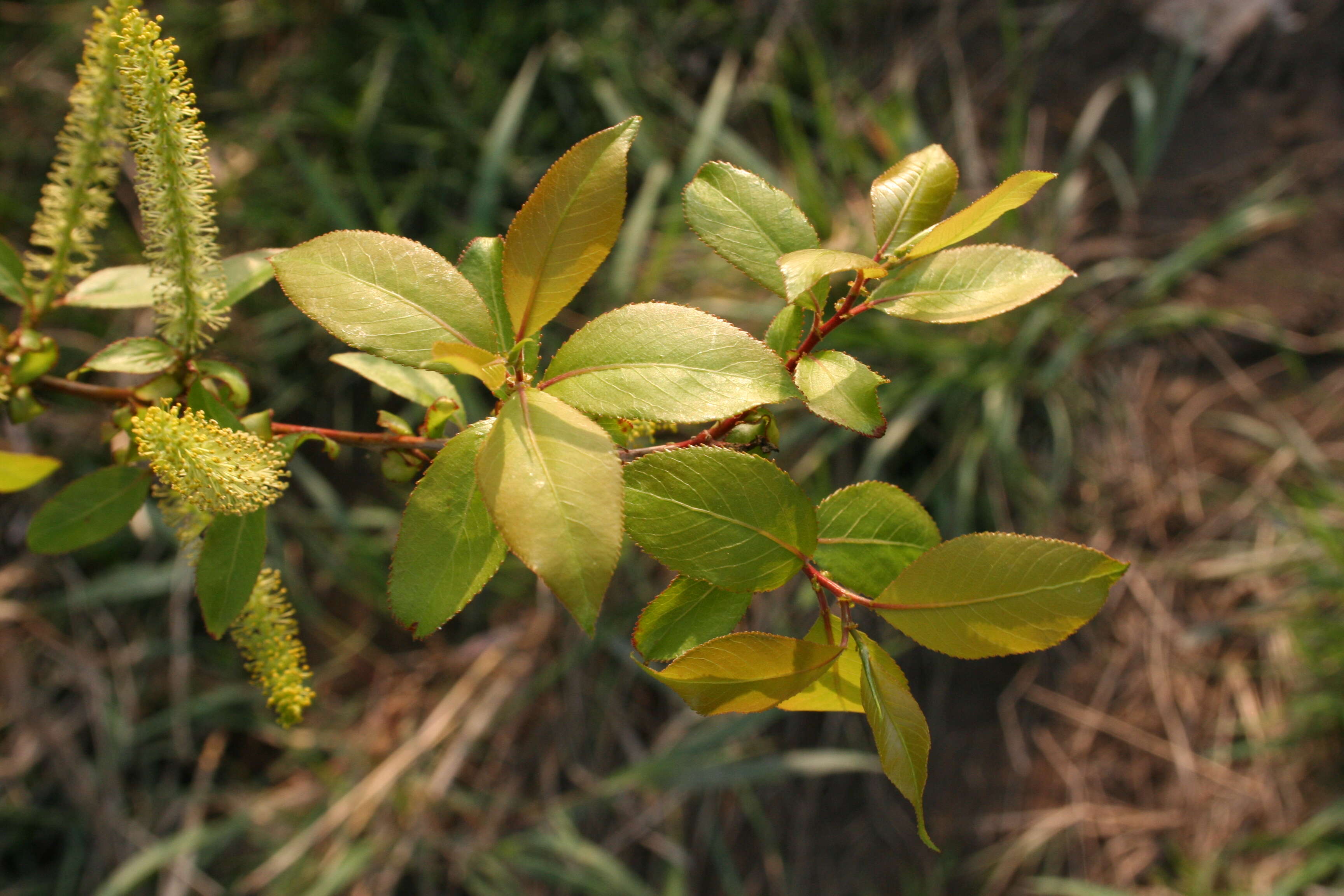 Image of Salix reinii Franch. & Savat.