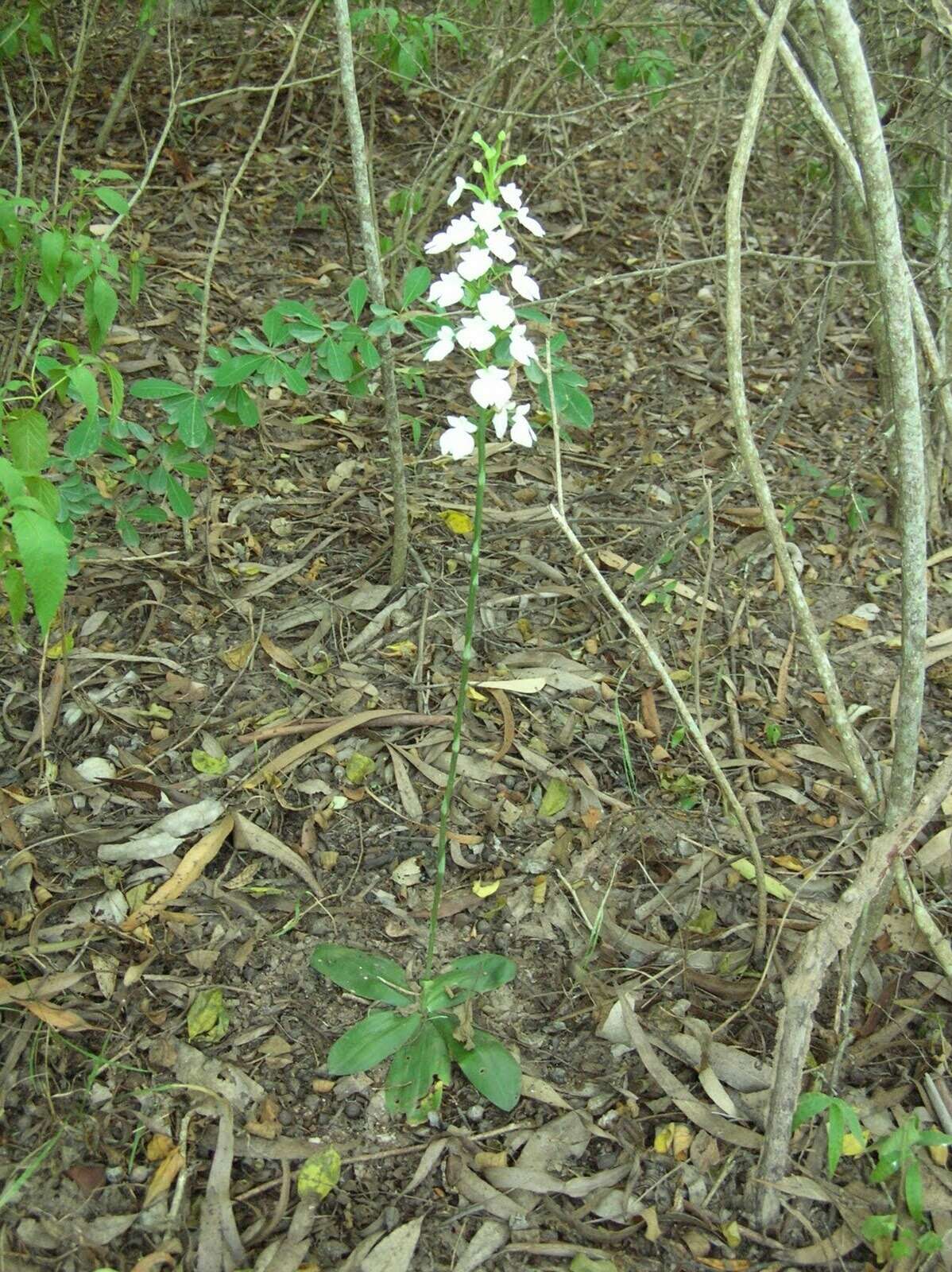 Image of Habenaria plantaginea Lindl.