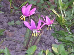 Imagem de Erythronium sibiricum (Fisch. & C. A. Mey.) Krylov