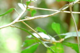 Image of Beautiful Bronzeback Tree Snake