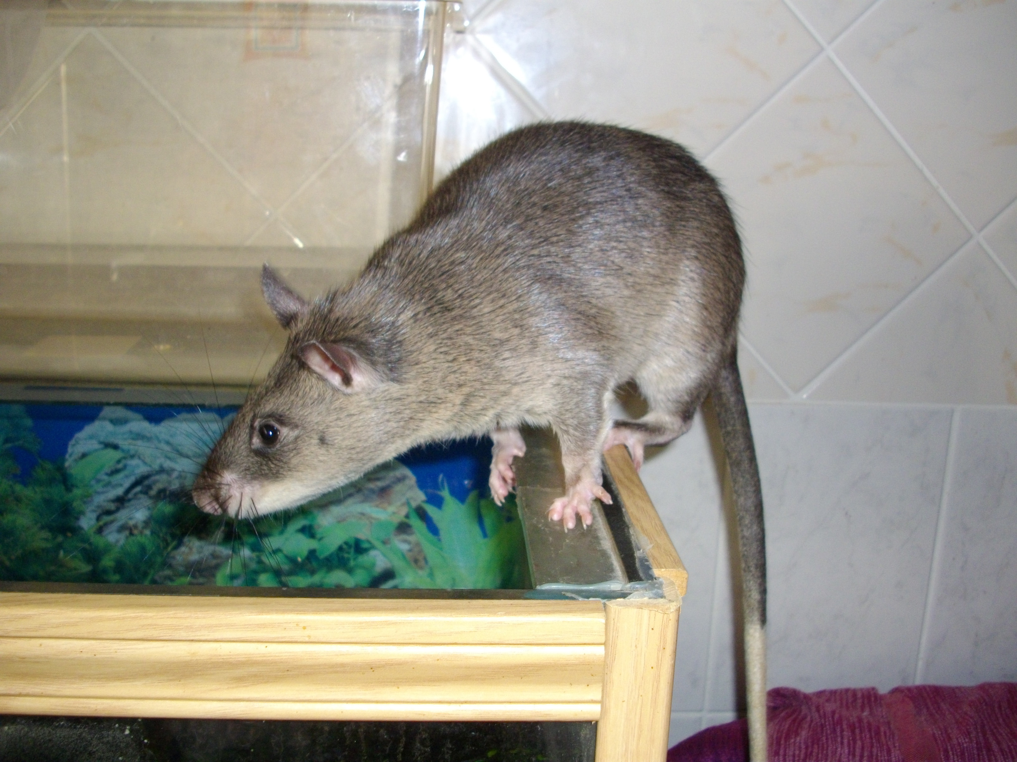 Cricetomys gambianus. Гамбийская хомяковая крыса. Гамбийская сумчатая крыса. Гамбийская хомяковая (сумчатая) крыса. Африканская хомяковая крыса.