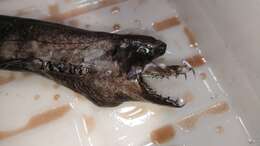 Image of Viper Dogfish