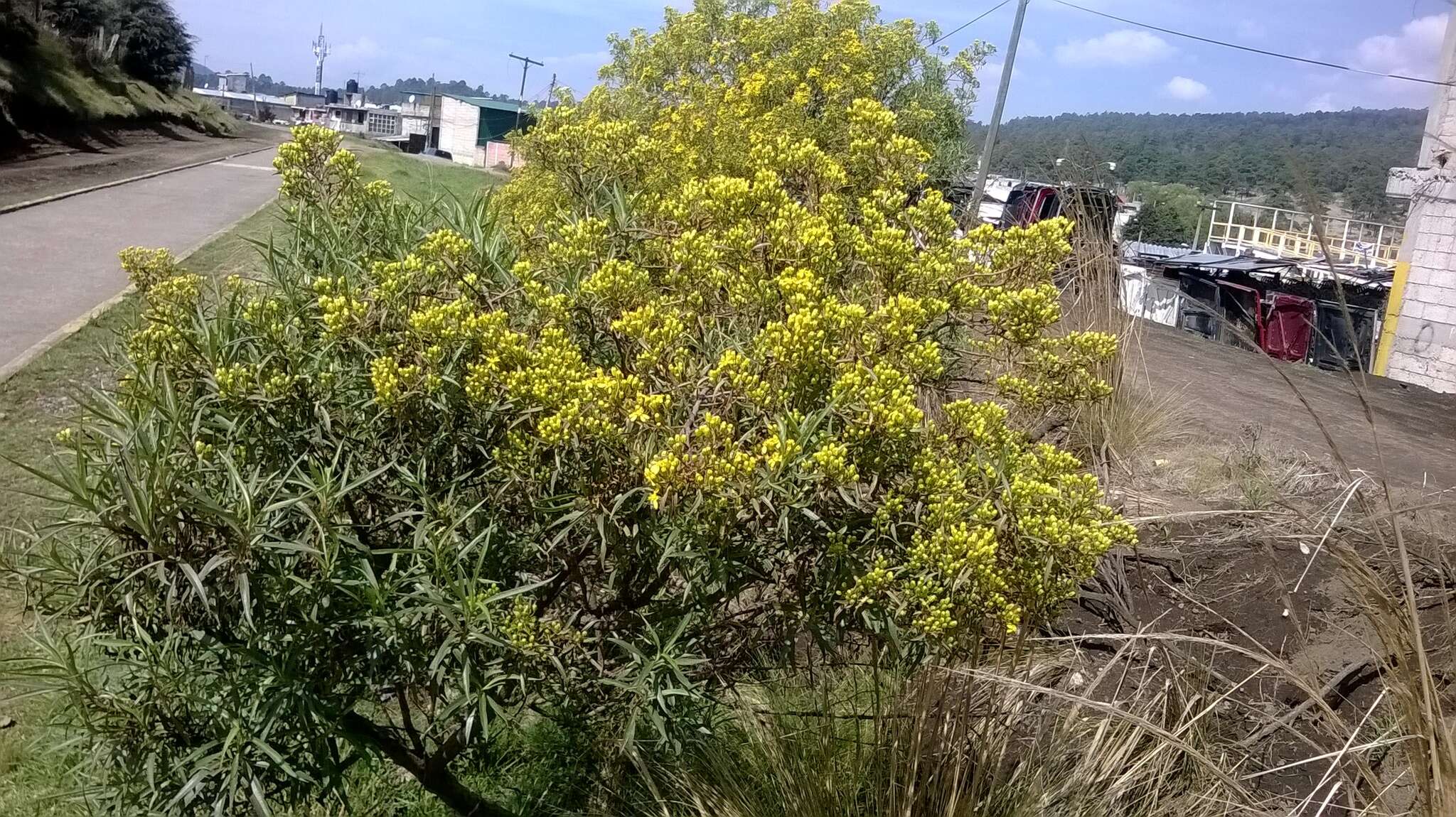 Image of willow ragwort