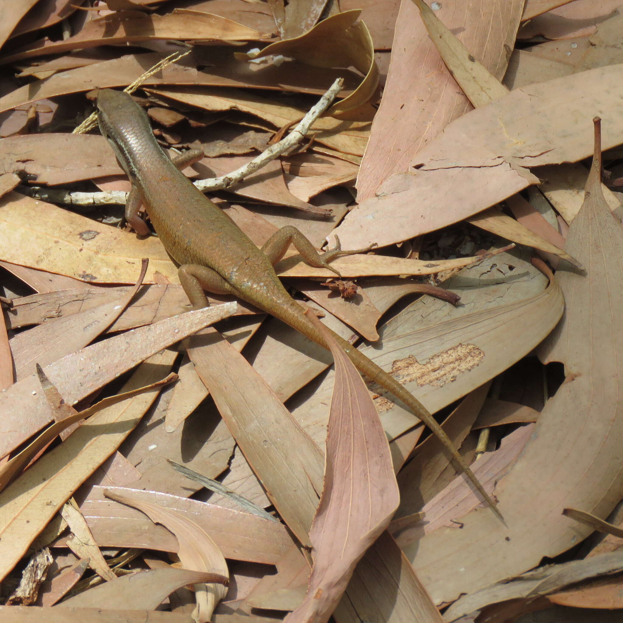 Image of Closed-litter Rainbow-skink