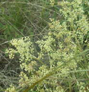 Trinia multicaulis (Poir.) Schischkin resmi