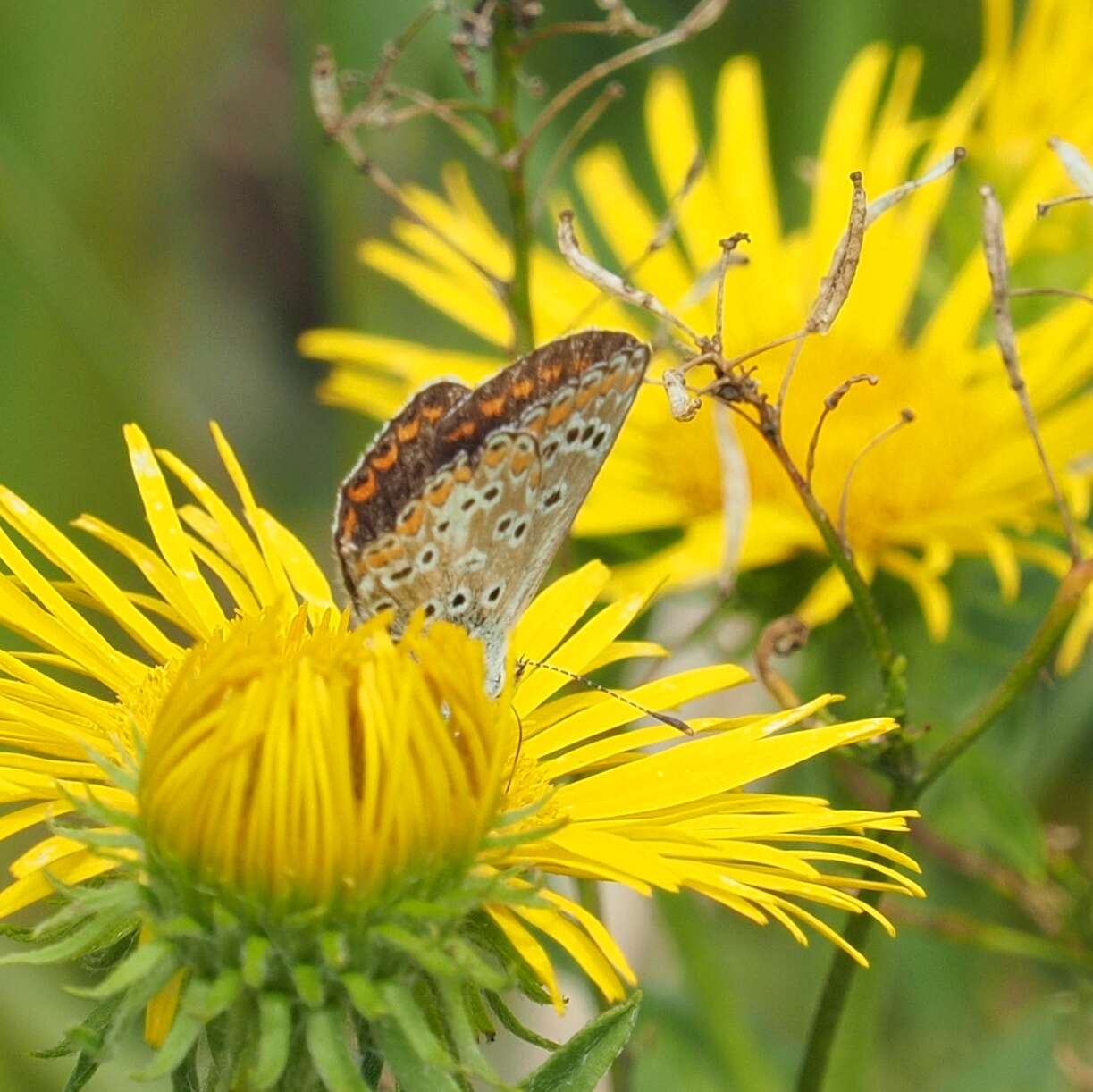 Image of brown argus